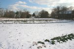 snow on farm field