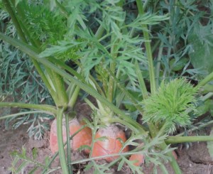 Carrots, Riverland Farm