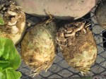 celeriac (celery root)