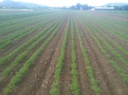 Fall Carrots 2013 at Riverland