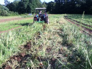 Picadilly tractor prep carrot harvest 2013