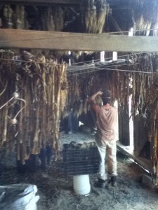 Riverland garlic trimming 2013