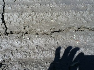 Riverland ptop turnip seedlings after heavy rain Aug 2013