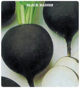 black radish