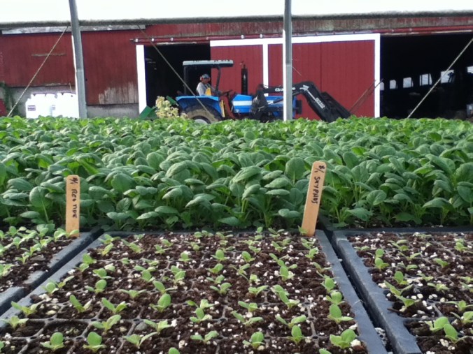 Seeding Starts Today at Picadilly!