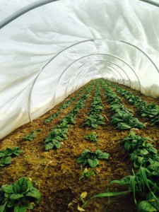Riverland low tunnel spinach Jan 2015