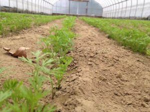 Riverland early carrots in the high tunnel