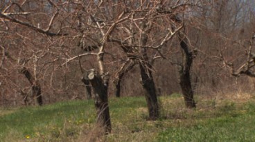 barrenpeachtrees